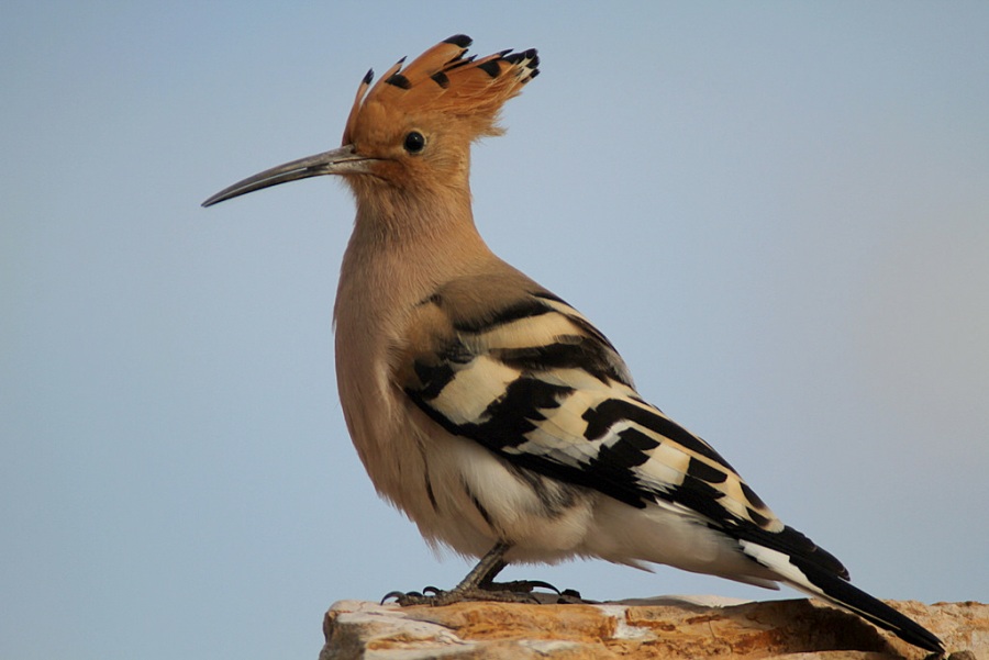 Common Hoopoe