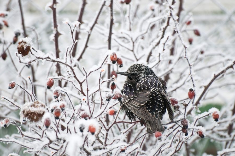 Common Starling