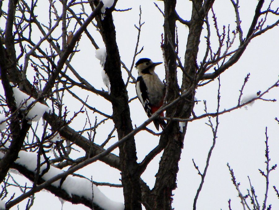 Syrian Woodpecker