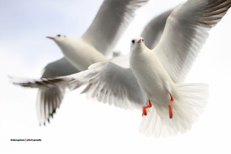 Black-headed Gull