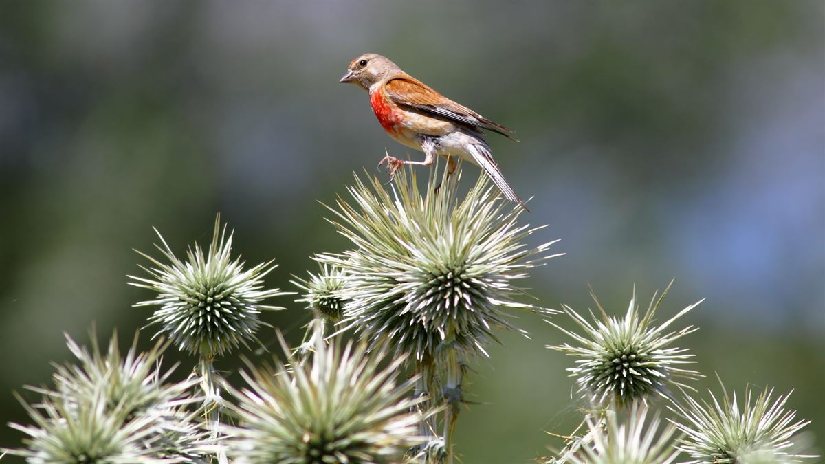 Common Linnet