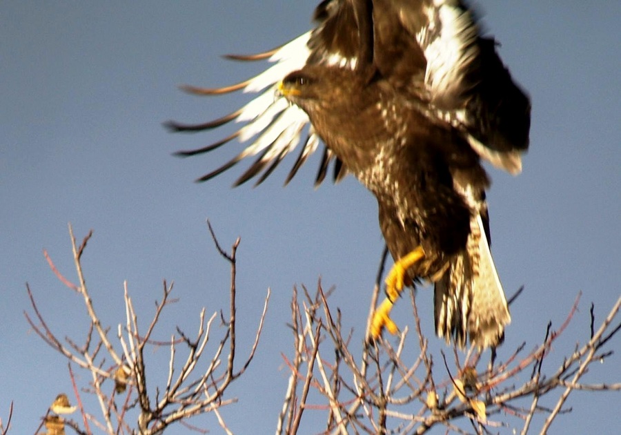 Common Buzzard