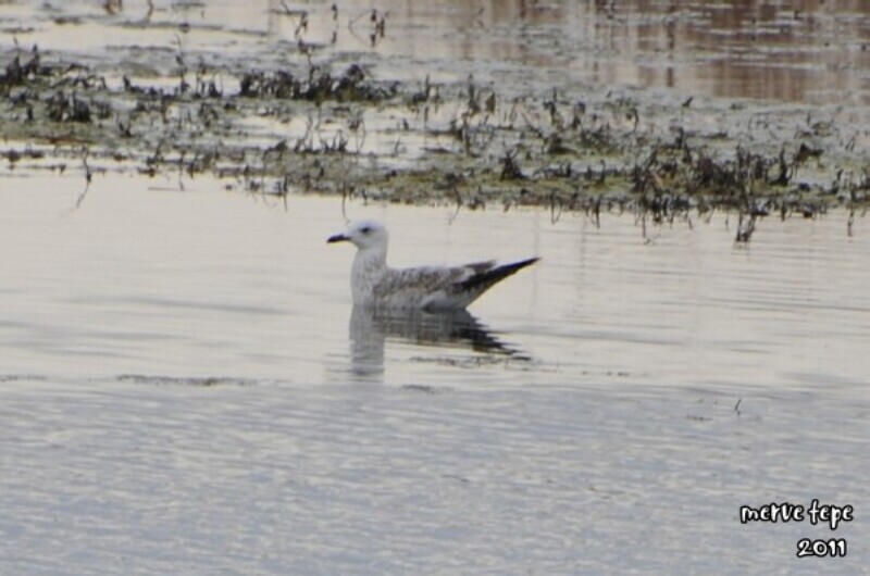 Yellow-legged Gull
