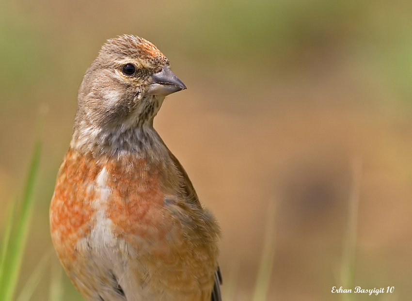 Common Linnet