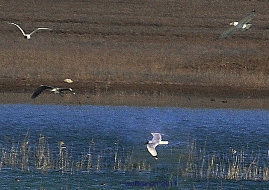 Pallas`s Gull