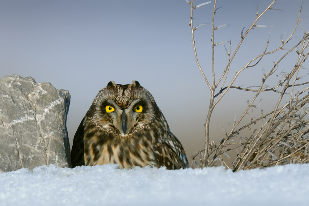 Short-eared Owl
