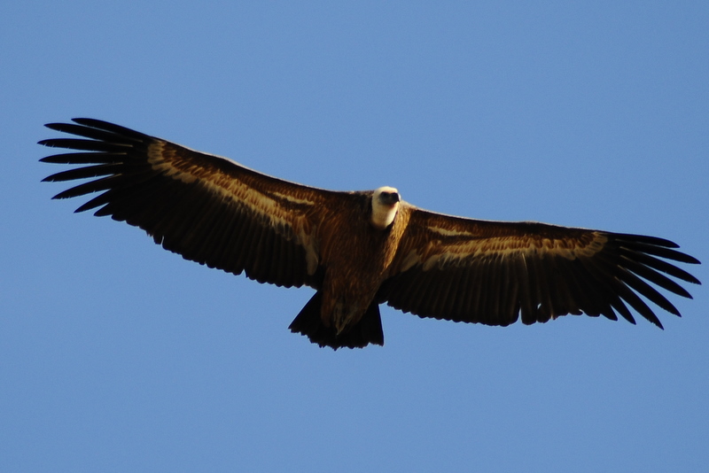 Griffon Vulture