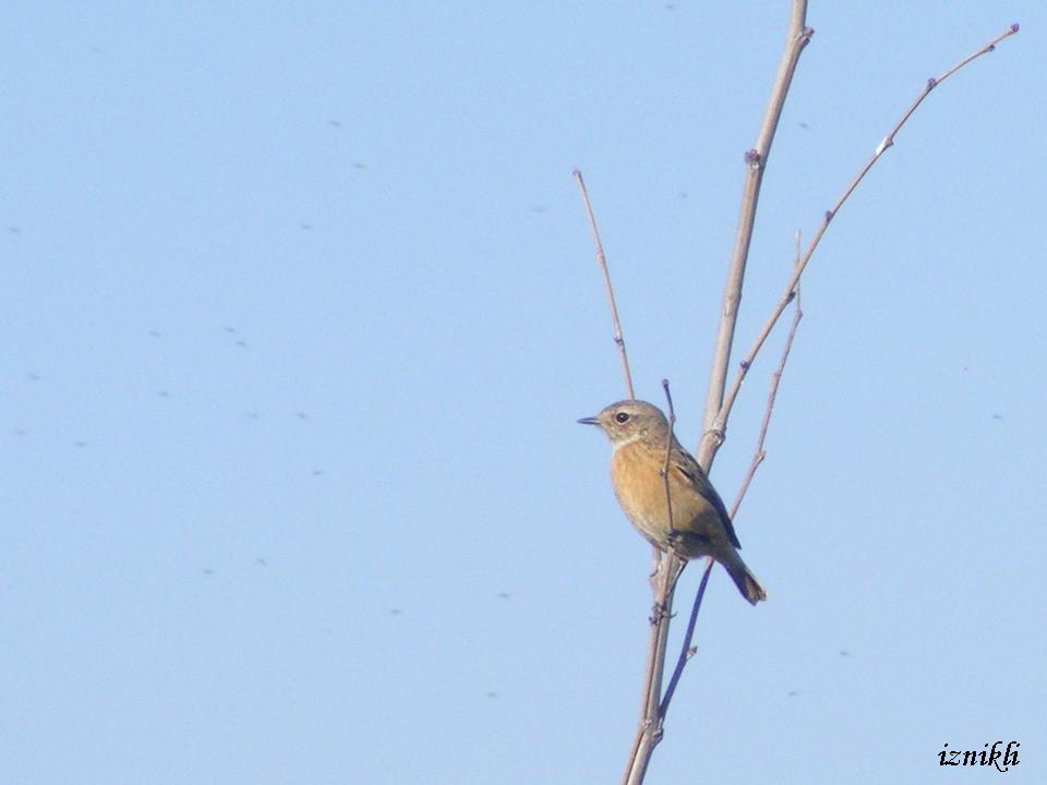 European Stonechat