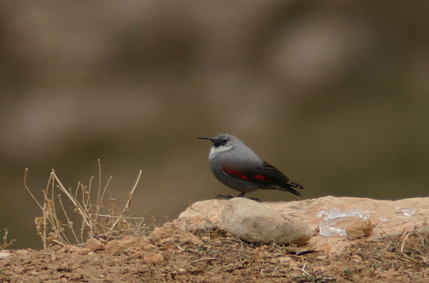 Wallcreeper