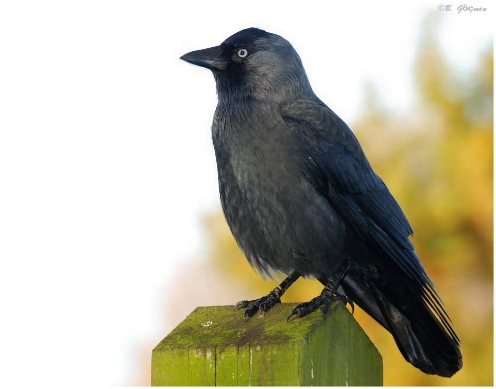 Western Jackdaw