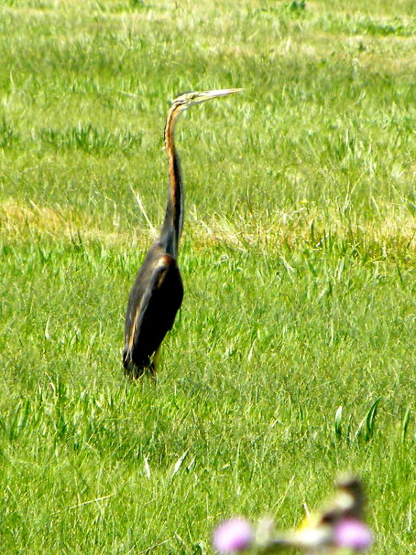 Purple Heron