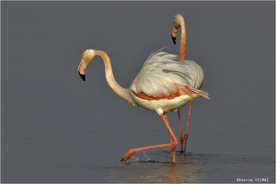 Greater Flamingo