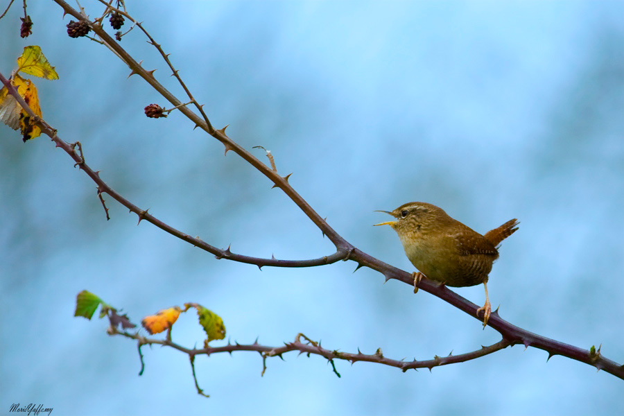 Eurasian Wren