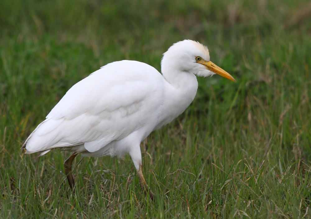 Western Cattle Egret