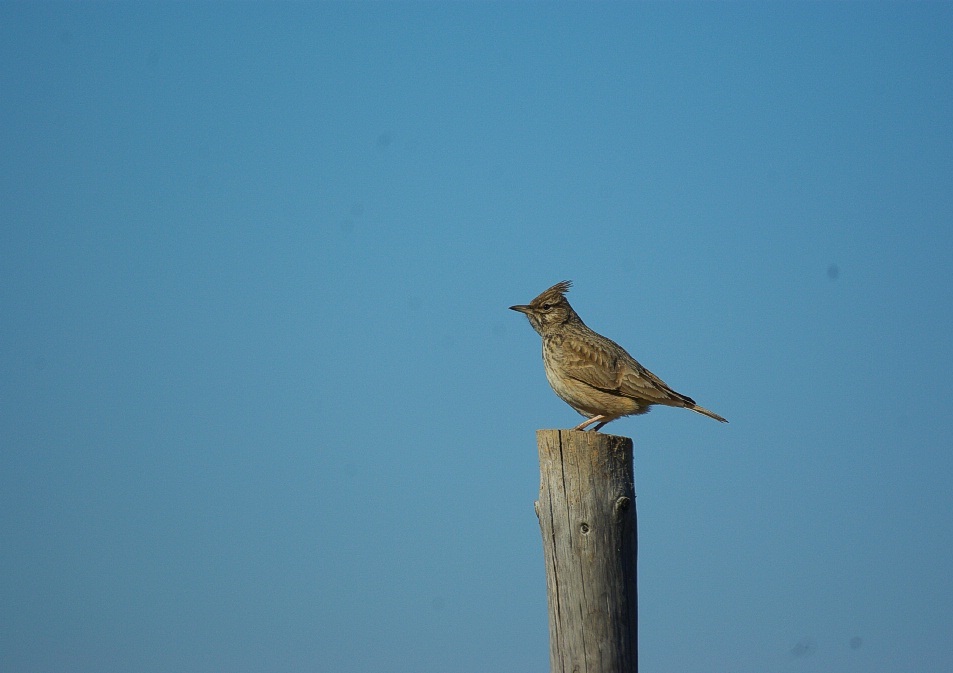 Crested Lark