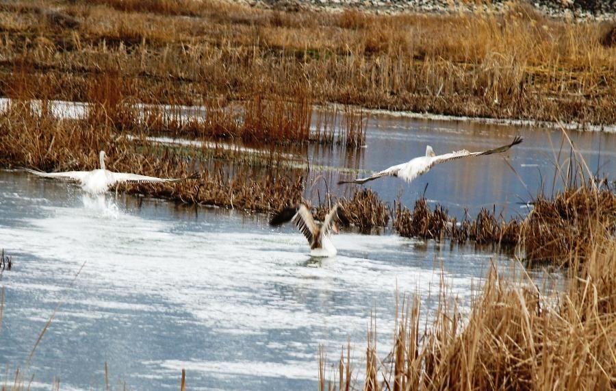 Dalmatian Pelican