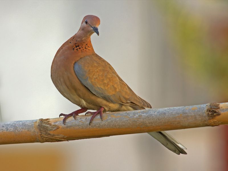 Laughing Dove