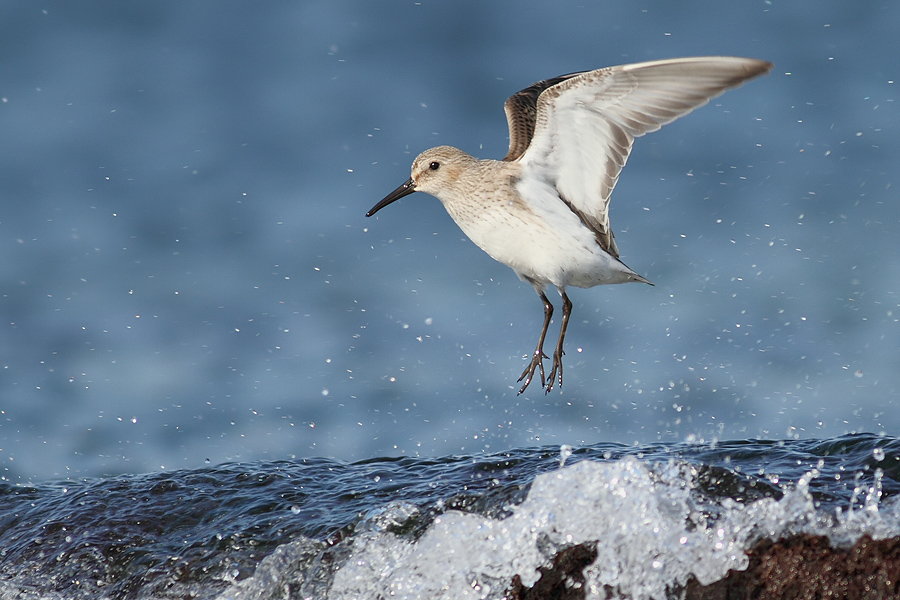 Dunlin