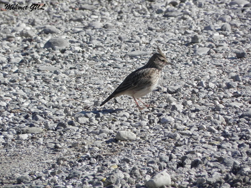 Crested Lark