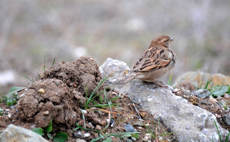 House Sparrow
