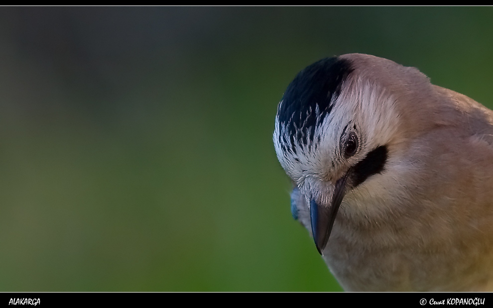 Eurasian Jay