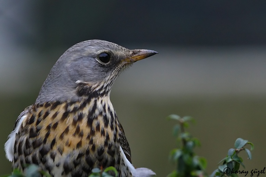 Fieldfare