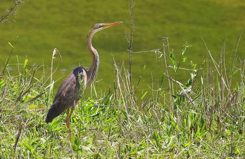 Purple Heron