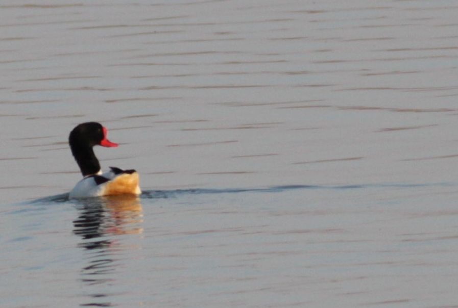 Common Shelduck