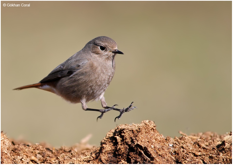 Black Redstart