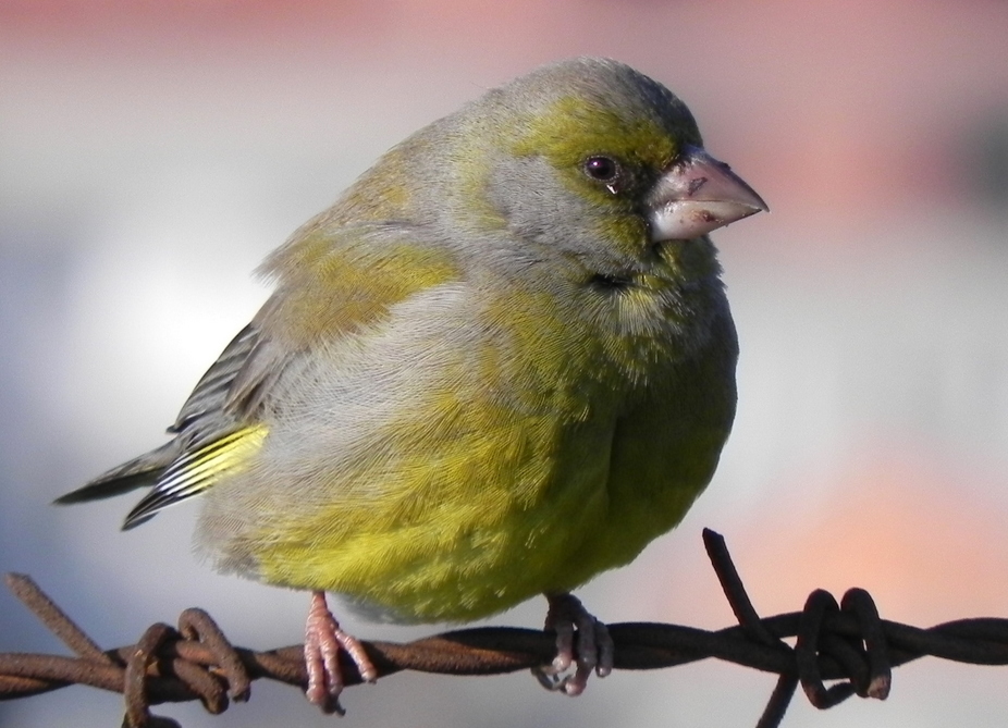European Greenfinch