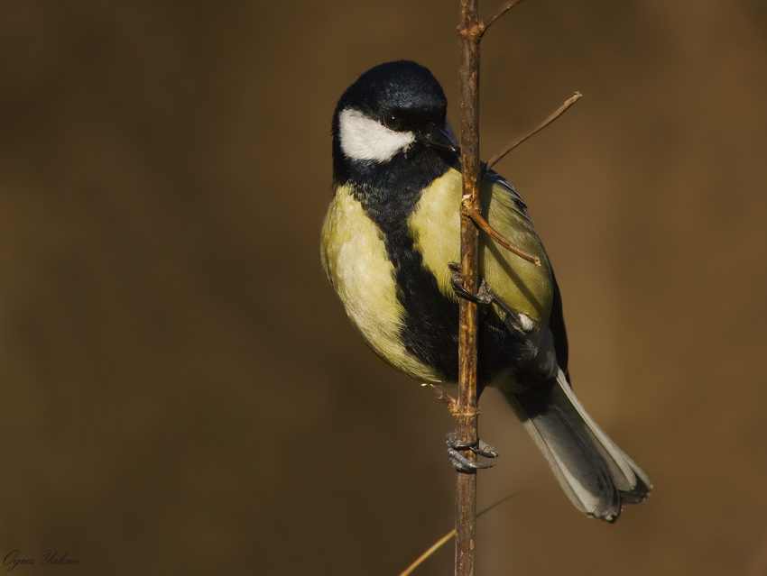 Great Tit