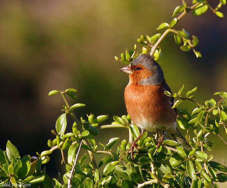 Eurasian Chaffinch