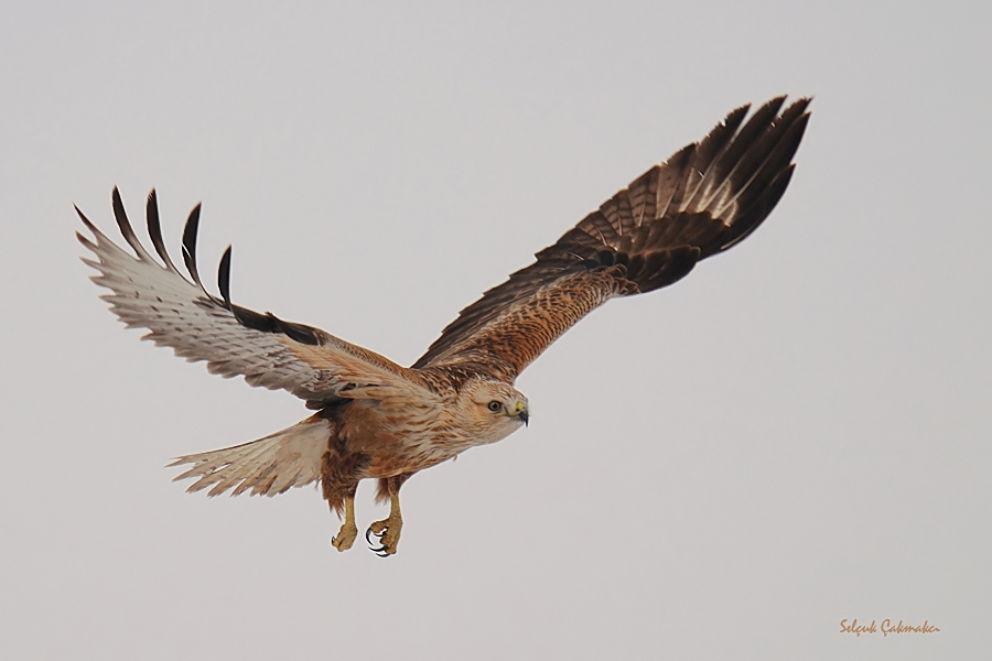 Long-legged Buzzard