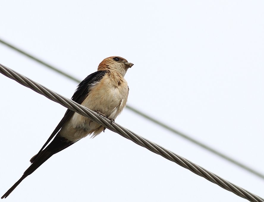 European Red-rumped Swallow