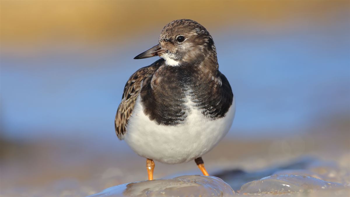 Ruddy Turnstone