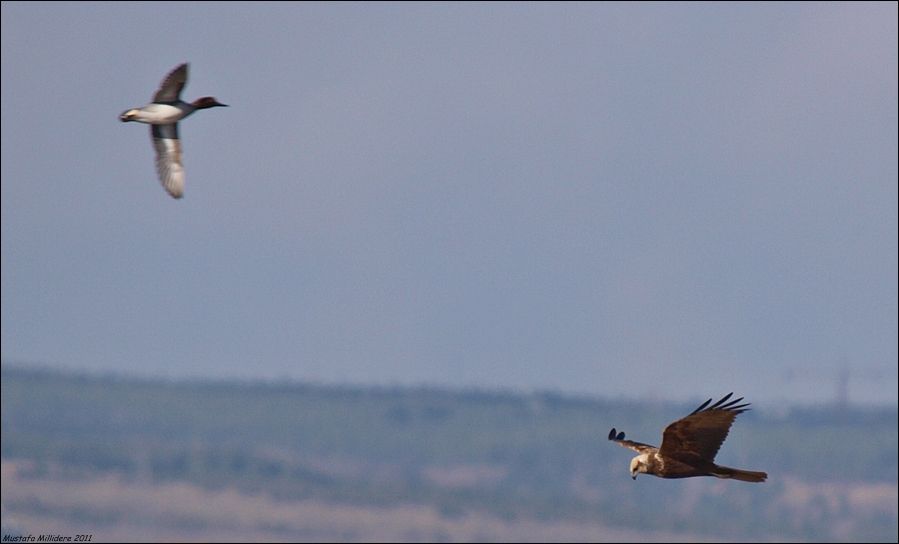 Eurasian Teal