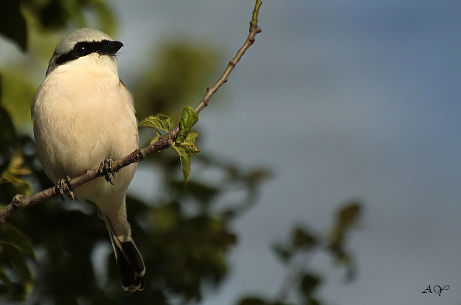 Red-backed Shrike