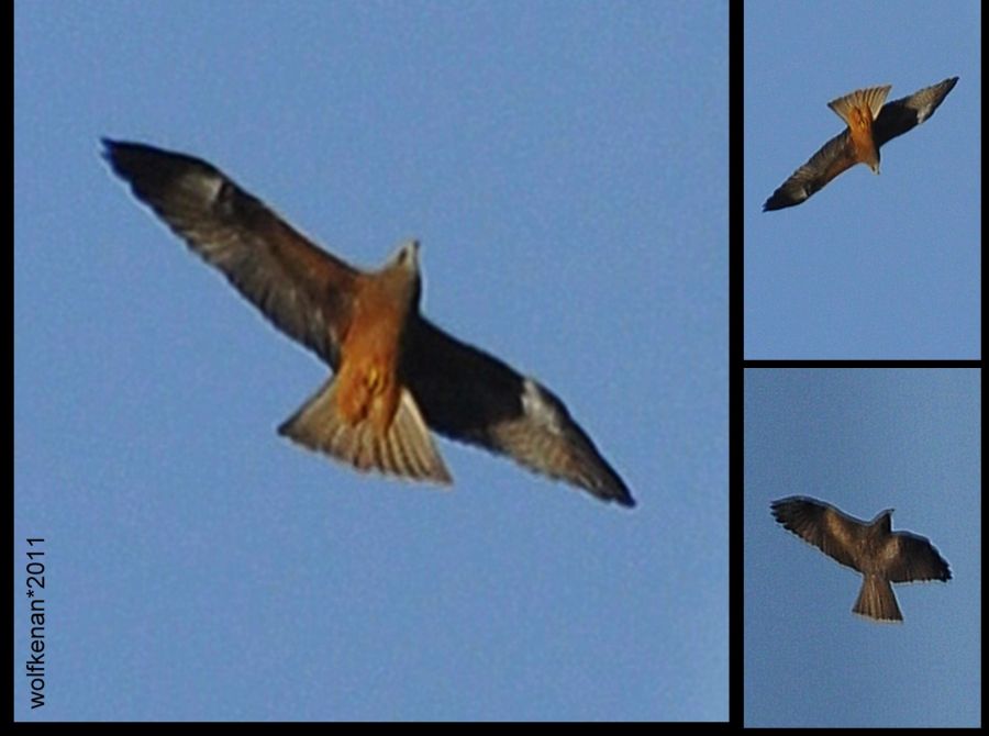 Black Kite