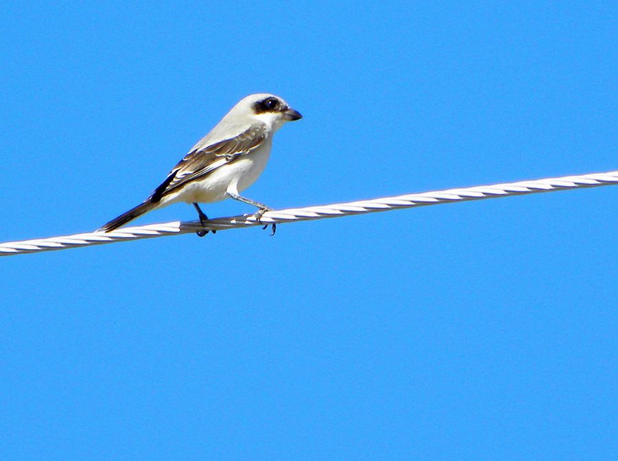 Lesser Grey Shrike