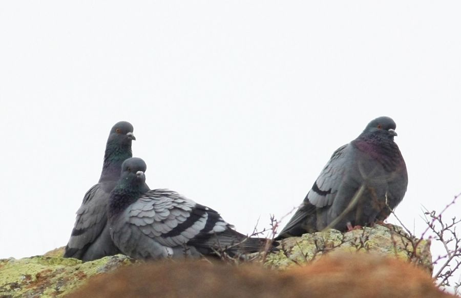Rock Dove
