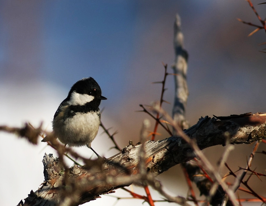 Coal Tit