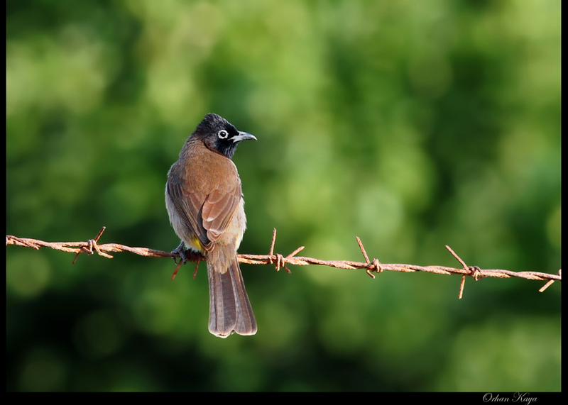 White-spectacled Bulbul