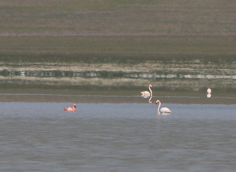 Küçük Flamingo