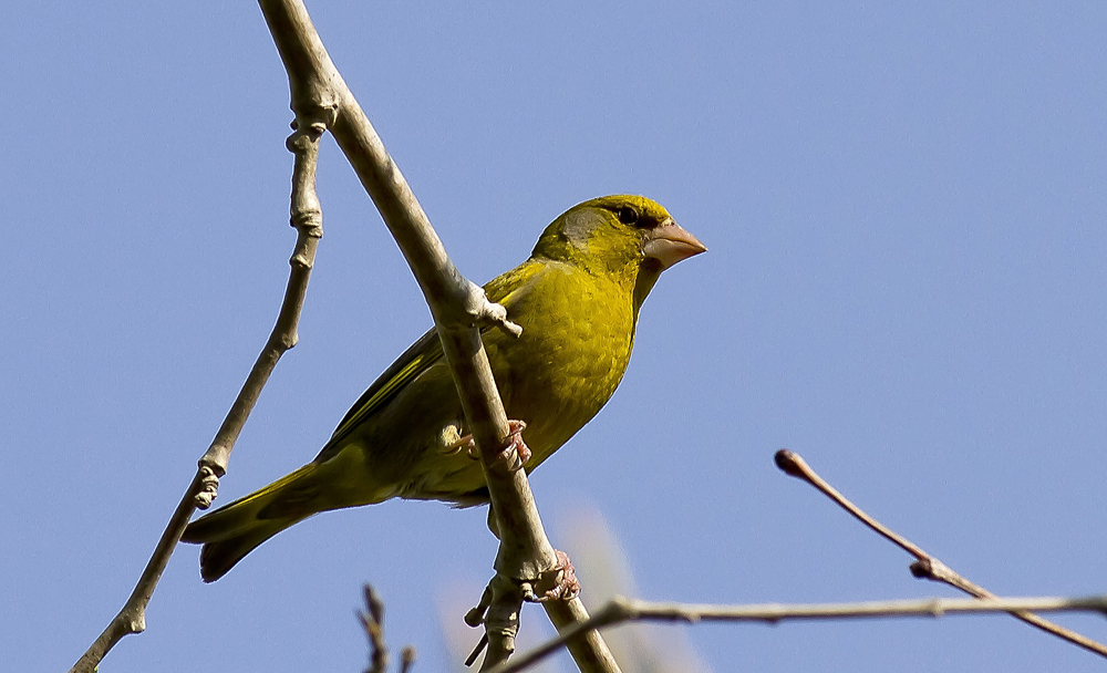 European Greenfinch