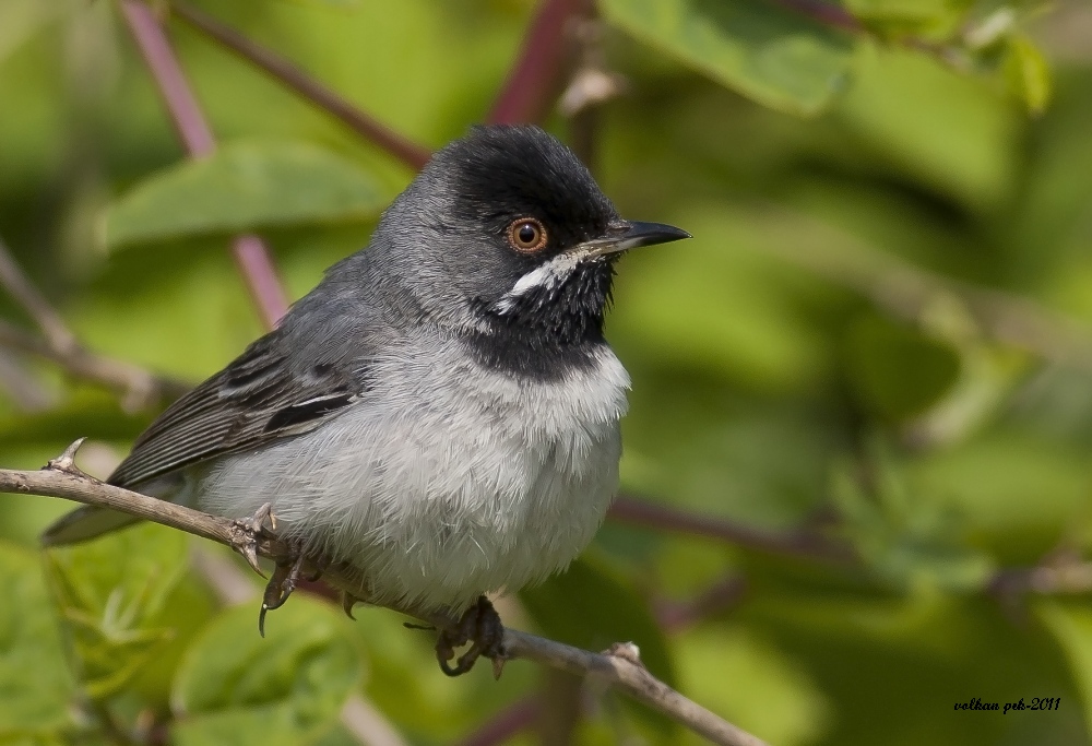 Rüppell`s Warbler