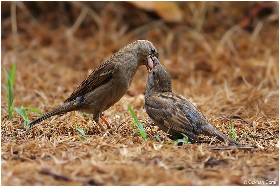 House Sparrow
