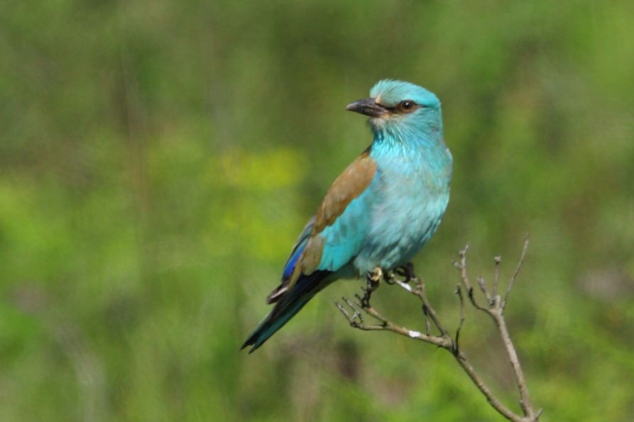 European Roller