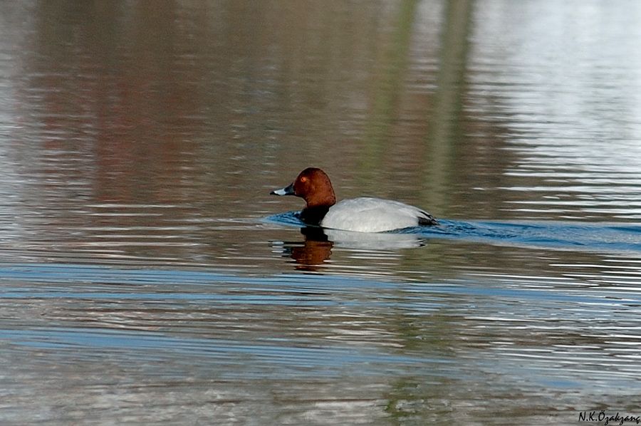 Common Pochard
