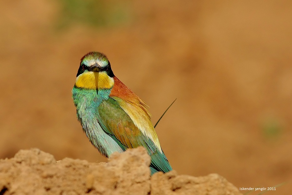 European Bee-eater