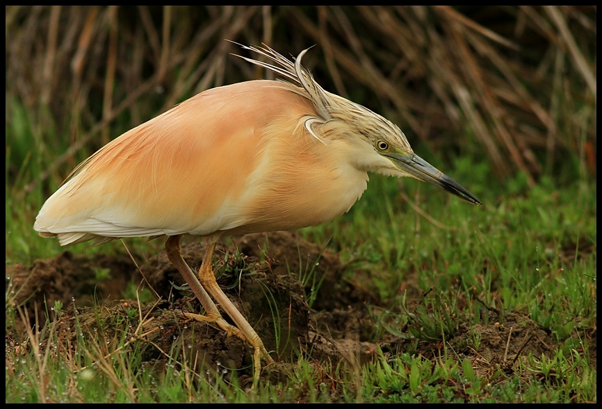 Squacco Heron